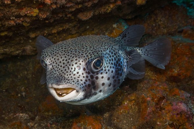 2 Dives, Certified Divers - Tenerife - Key highlights worth your attention