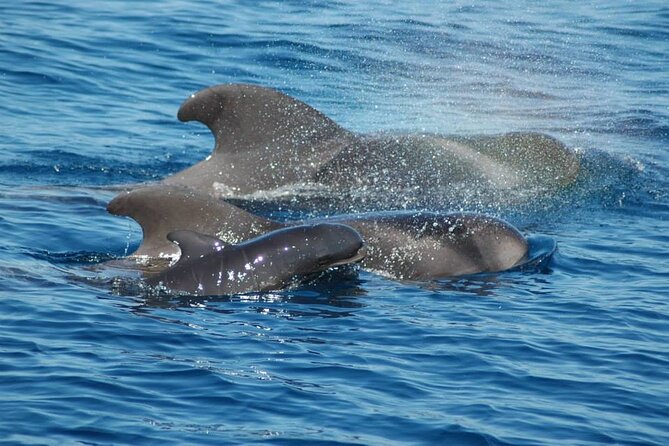 2 hour trip to see whales dolphins puerto colon adeje - The value of going in the right ecological zone
