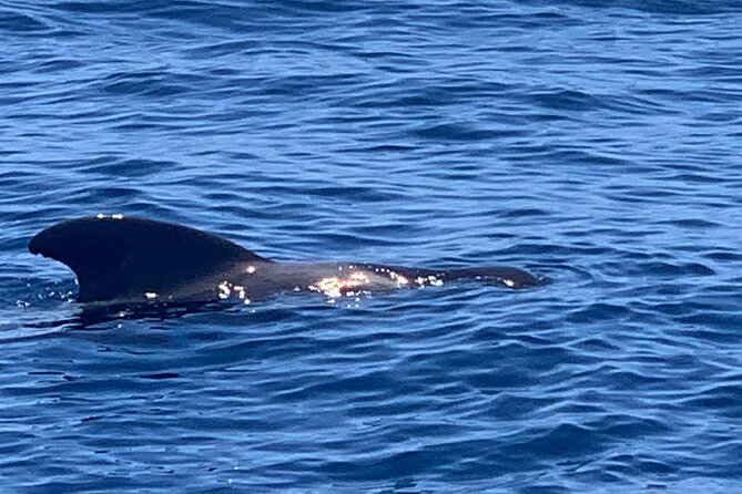 2 hour trip to see whales dolphins puerto colon adeje - Costa Adeje from sea level: beaches, coast views, and volcanic scenery
