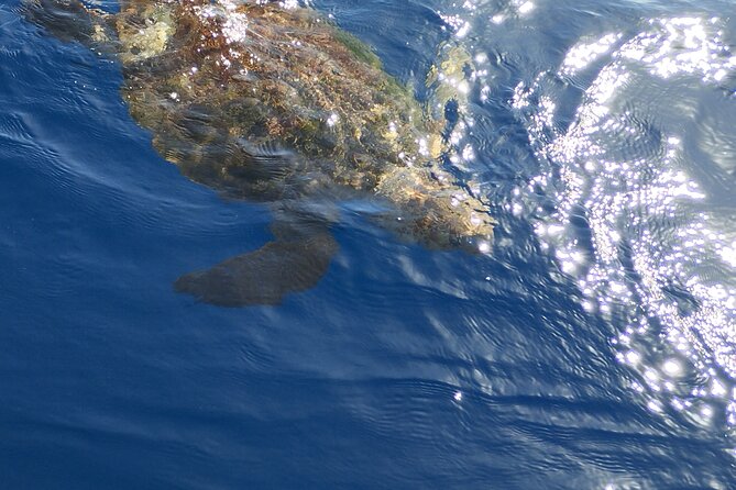 2 hour trip to see whales dolphins puerto colon adeje - Onboard guidance: Captain Alex, Jessica, and Christophe