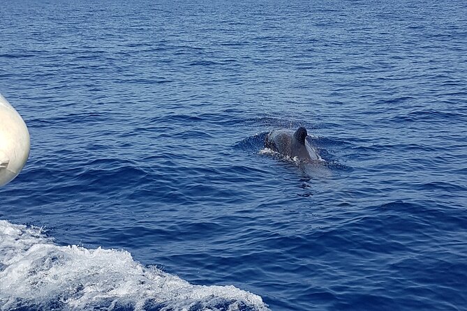 2 hour trip to see whales dolphins puerto colon adeje - The pace: relaxation time without losing sighting chances