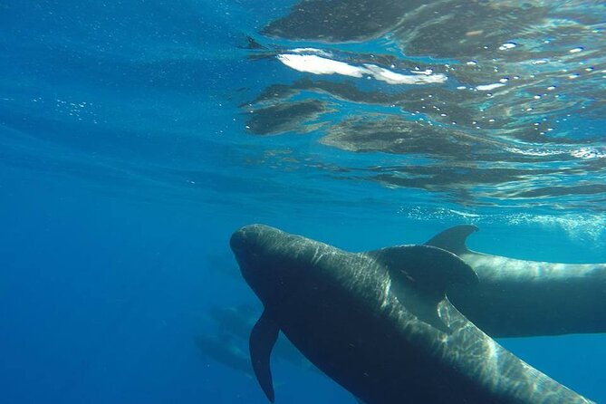 2 hour trip to see whales dolphins puerto colon adeje - Calderones, dolphins, and turtles: what you can realistically expect