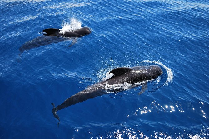 2h Viking Cruise Whales & Dolphins Watching - Los Cristianos Harbour Start: Bilingual Fun Before You Even Sail