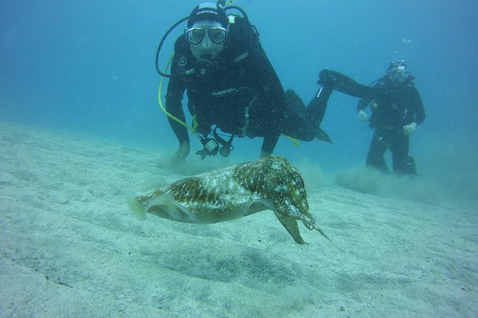 2x diving package, on request including refreshment - A Half-Day Plan That Still Lets You See Tenerife’s Underwater World
