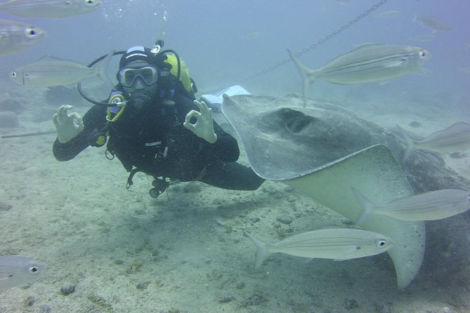 2x diving package, on request including refreshment - The Underwater Schedule Itself: Two Sessions With a Reset in Between