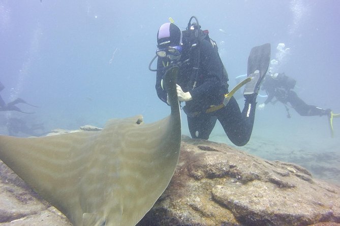 2x diving package, on request including refreshment - What You’ll Likely See Underwater (and Why Guides Matter)