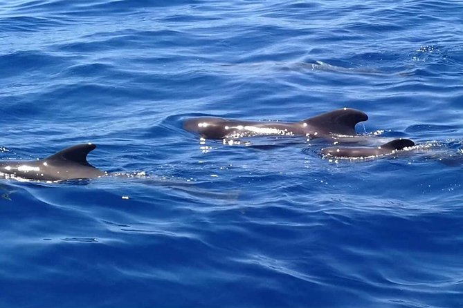 3-Hour Boat Trip from Costa Adeje in Tenerife - Why this Costa Adeje sail feels different from big boat tours