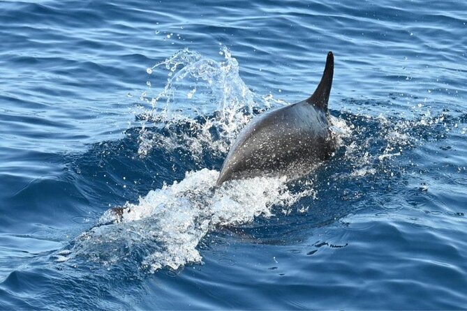3-Hour Cetacean Watching and Snorkeling Tour in Tenerife - Key highlights you should care about