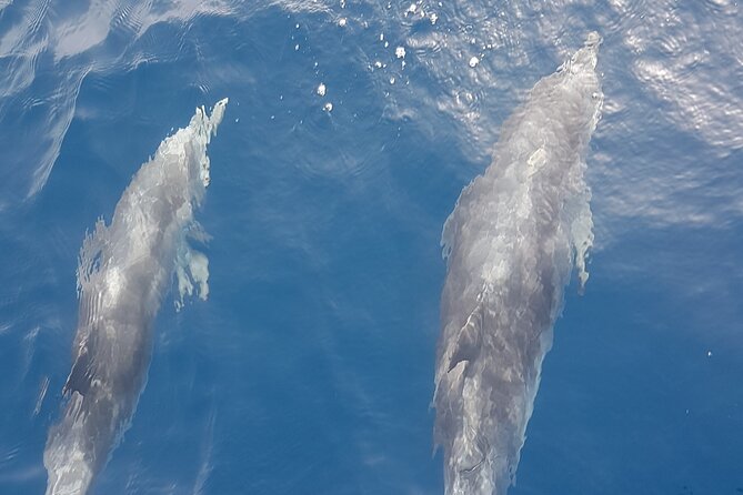 3-hour excursion to Puerto Colón Adeje to see whales - Key things to know before you go