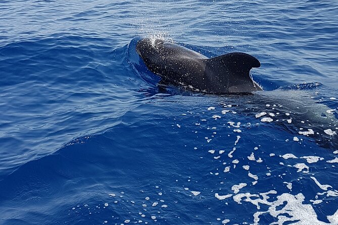 3-hour excursion to Puerto Colón Adeje to see whales - From Av. de Colón to Puerto Colón: Your Starting Line