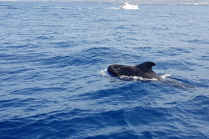 3-hour excursion to Puerto Colón Adeje to see whales - The Small Cove Snorkel Stop: Mask, Snorkel, and a Plate of Snacks