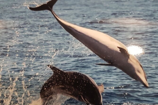 3-hour excursion to Puerto Colón Adeje to see whales - Return to Costa Adeje: Views, Beaches, and Guide Info