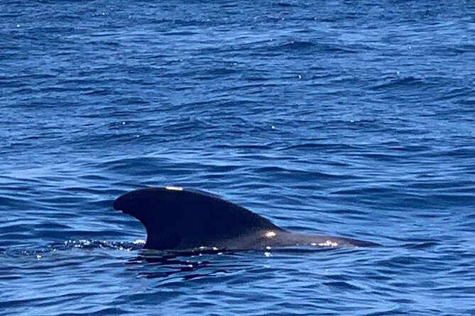 3-hour excursion to Puerto Colón Adeje to see whales - Getting Ready: What to Bring and What to Expect