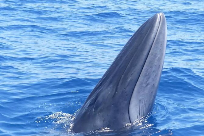 3-Hour Private Tour with Whale and Dolphin Watching - Arriving at Los Gigantes and Getting Set for the 3-Hour Sail