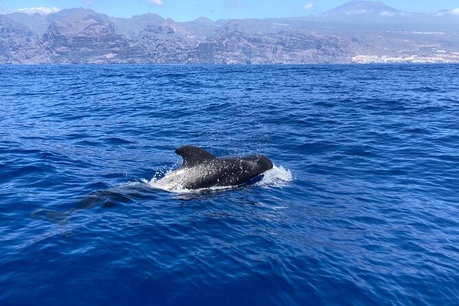 3-Hour Private Tour with Whale and Dolphin Watching - Wildlife Watching on the Water: How the Whale and Dolphin Part Works