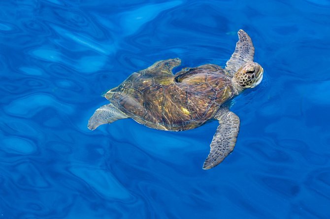 3 Hours All Inclusive Whale and Dolphin Whatching Yacht Trip - Price and Value: What $52.36 Buys You in Real Terms