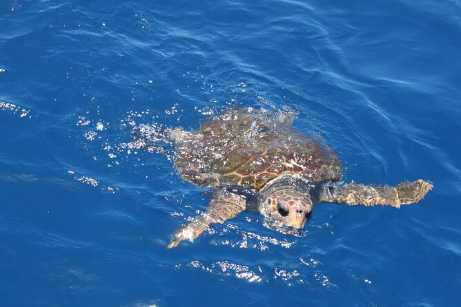3-Hours Shared Tour to Accessible Boat en Canary Island - Time, group size, and how the tour stays manageable