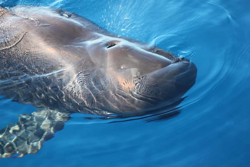 3H Shared Barrier-Free Cruise with Turtles Dolphins & Whales - Key things to know before you go