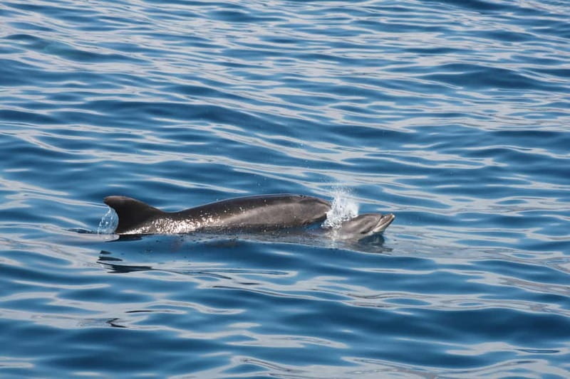 3H Shared Barrier-Free Cruise with Turtles Dolphins & Whales - Accessibility that feels real: boarding, scooters, and the accessible restroom