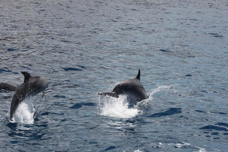 3H Shared Barrier-Free Cruise with Turtles Dolphins & Whales - Los Cristianos photo stop, plus the easy start with food and drinks