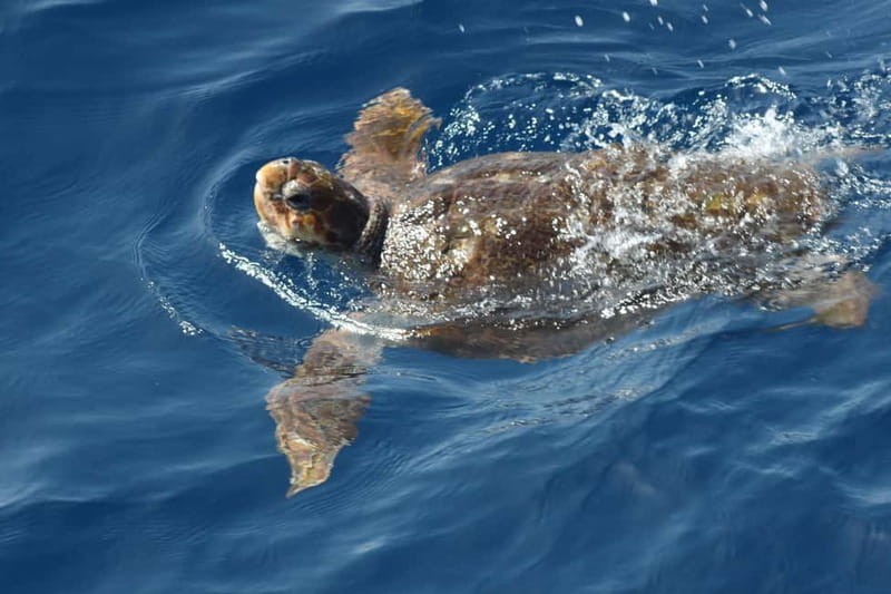 3H Shared Barrier-Free Cruise with Turtles Dolphins & Whales - Lover’s Cave photo stop, crystal-clear water and a quick change of scenery