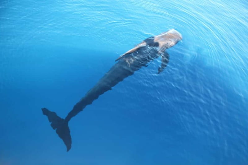3H Shared Barrier-Free Cruise with Turtles Dolphins & Whales - Onboard vibe: snacks, soft drinks, and the Italian cold pasta meal