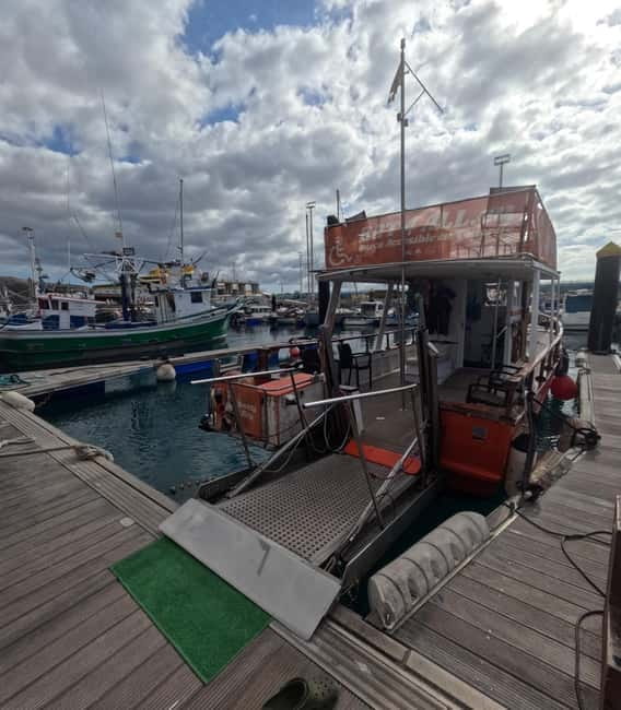 3H Shared Barrier-Free Cruise with Turtles Dolphins & Whales - Getting started at BAT4ALL Barco Accesible Tenerife and what the 3 hours really feel like
