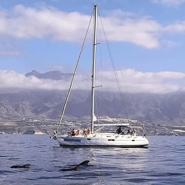 3h Whale Watching Share Tour Beneteau Oceanis 440 - Key Highlights to Know Before You Go