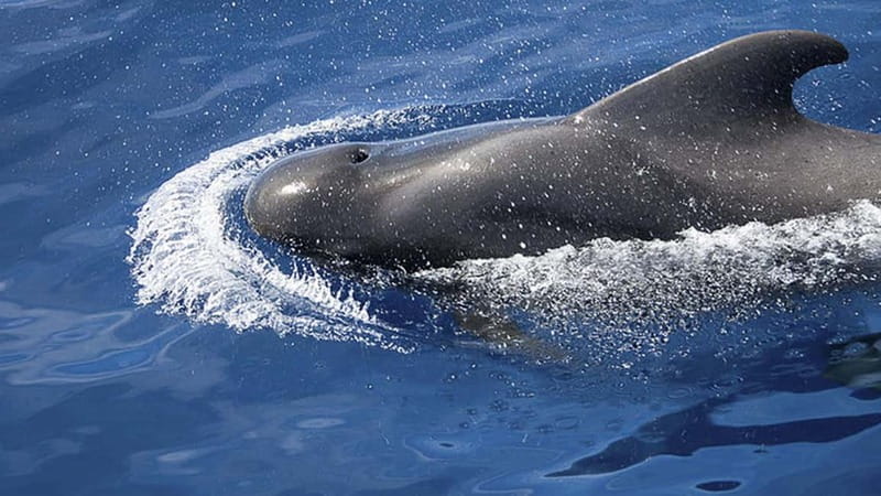 3h Whale Watching Share Tour Beneteau Oceanis 440 - Step Aboard Madoudou in Puerto Colón (Costa Adeje)