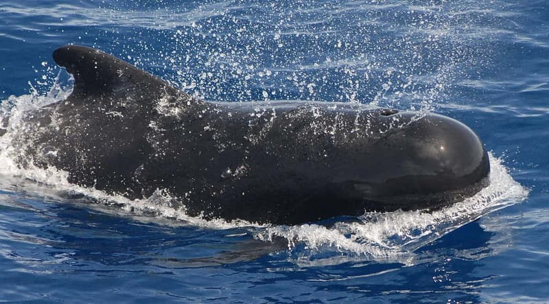 3h Whale watching Share Tour Costa Adeje Lina7 Mizendoha - Pilot Whales and Dolphins: How to Make the Most of Short Sightings
