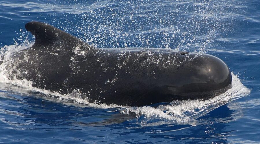 3h Whale watching Share Tour Costa Adeje Lina7 Mizendoha - Price and Value for a 3-Hour Wildlife Cruise at $65