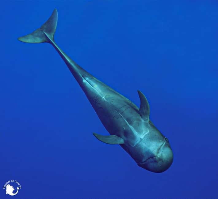 3h Whale watching Share Tour Costa Adeje Lina7 Mizendoha - Weather, Sails, and What Might Change During Your Trip