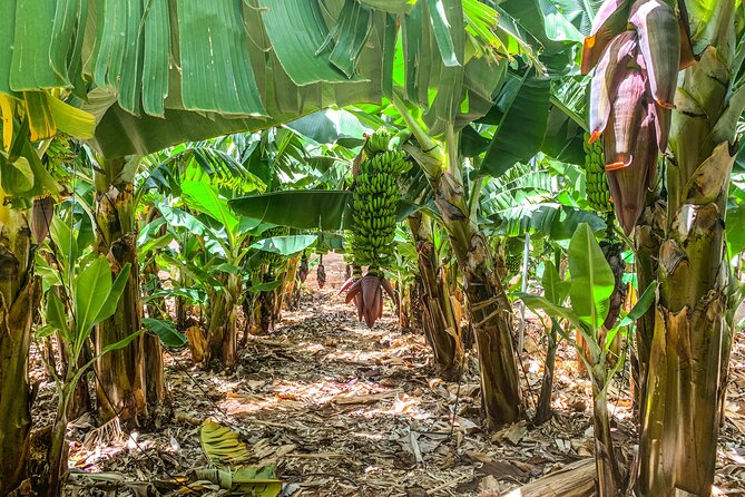 4 Hours Eco Safari Tour with Electric Car in Tenerife - Stop 4: Puerto de Santiago banana plantation, how export bananas are grown