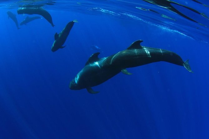 5 hr watching and listening whales and dolps. Visit Los Gigantes - Key highlights in plain terms