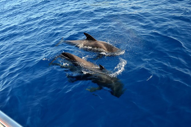 5 hr watching and listening whales and dolps. Visit Los Gigantes - Onboard lunch and drinks: one of the best value moves on the island