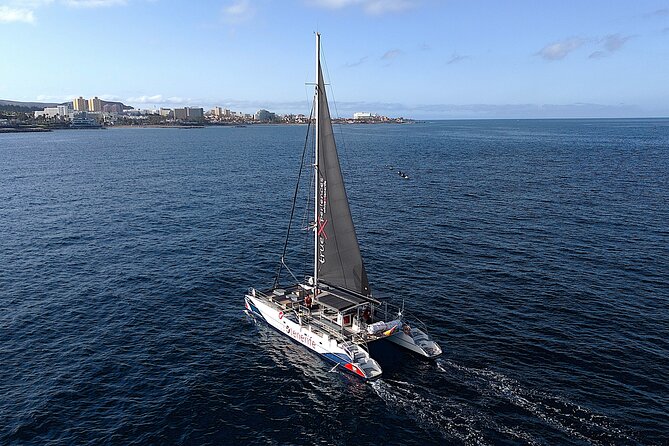 5 hr watching and listening whales and dolps. Visit Los Gigantes - How the spotting actually works, watching and listening