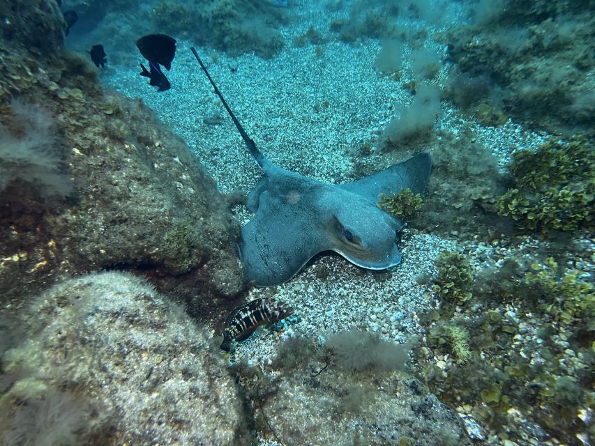 Abades: Guided Snorkeling Tour with Photos - Weather, Visibility, and the Turtle Expectation Test