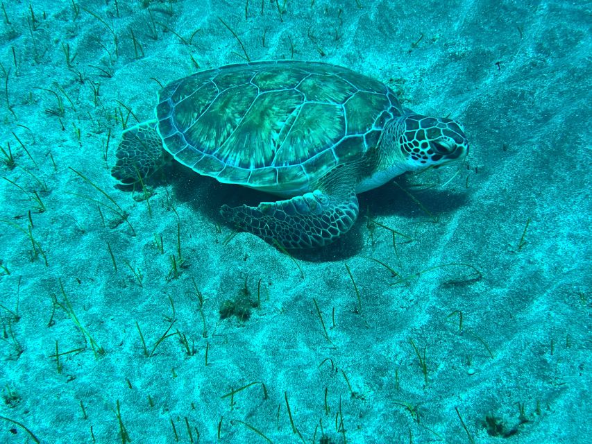 Abades: Guided Snorkeling Tour with Photos - Where Abades Snorkeling Works, and Why It’s Worth Your Time