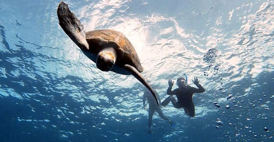 Abades: Tenerife Turtles and Rays Snorkeling Trip - Key Highlights You’ll Actually Care About