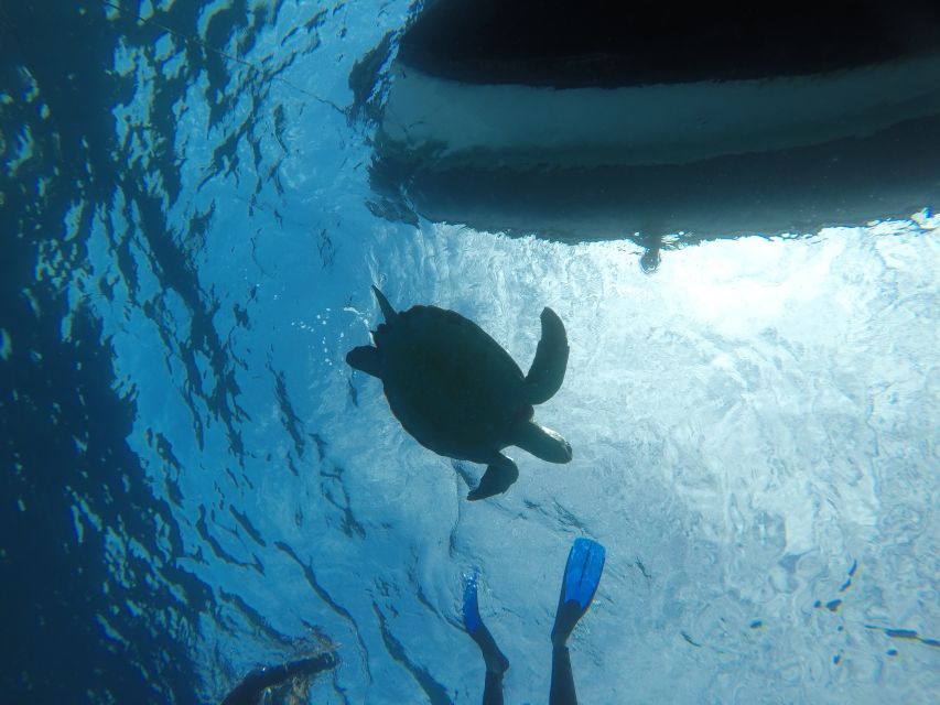 Abades: Tenerife Turtles and Rays Snorkeling Trip - Tenerife Turtles and Rays: The Real Appeal of This 1.5-Hour Snorkel