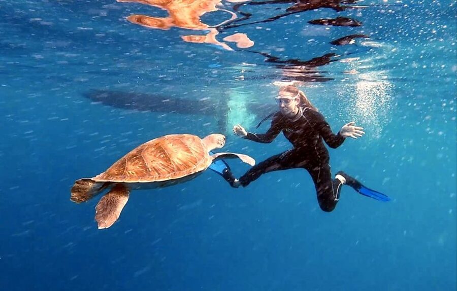 Abades: Tenerife Turtles and Rays Snorkeling Trip - The Guide Makes It: Marine Biologist, Small Group, and In-Water Coaching