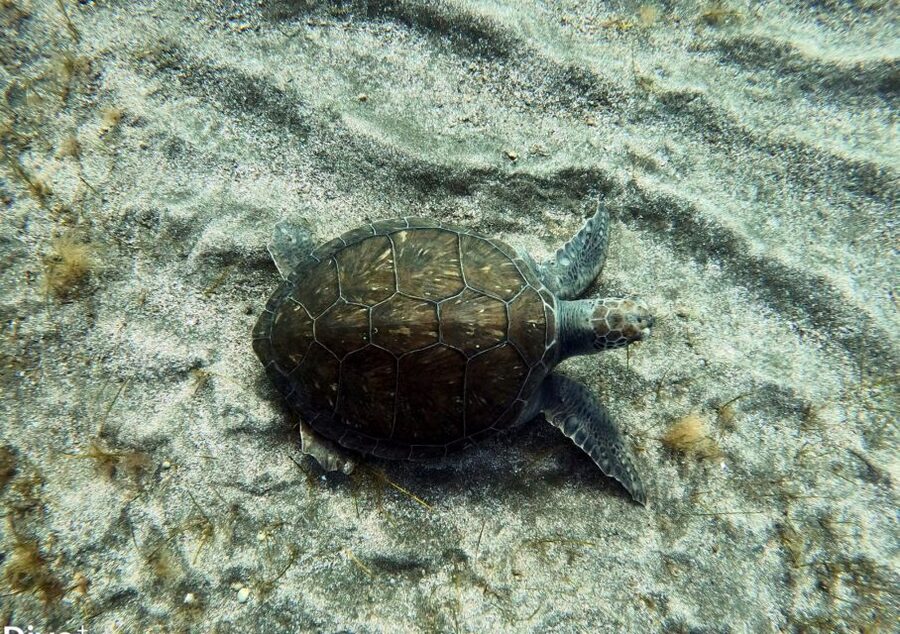 Abades: Tenerife Turtles and Rays Snorkeling Trip - Entering the Volcanic Underwater Landscape Off Tenerife