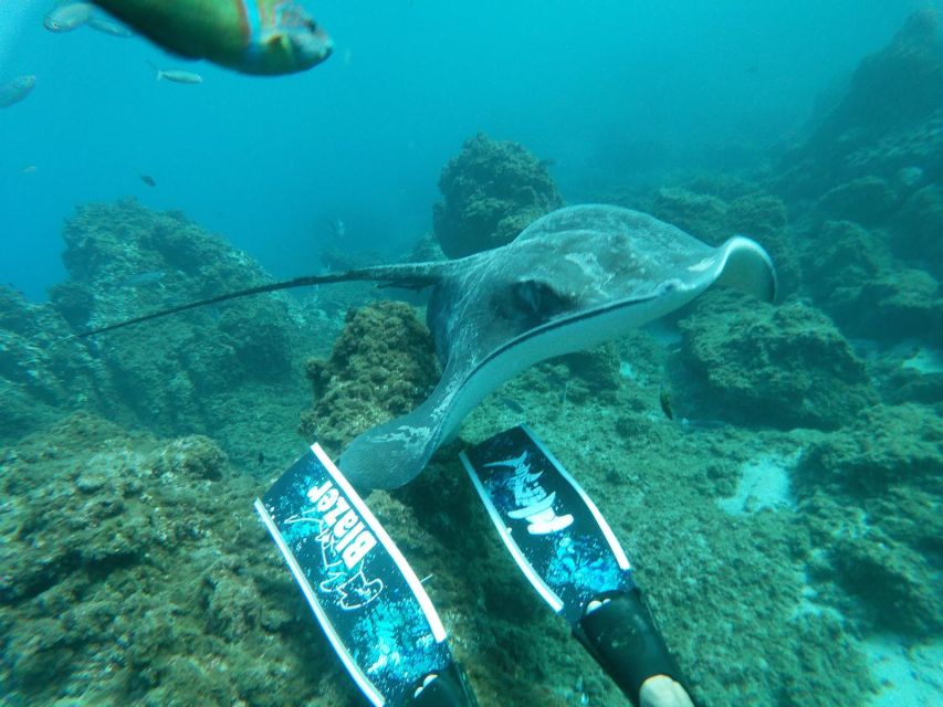 Abades: Tenerife Turtles and Rays Snorkeling Trip - The Main Event: Swimming With Green Turtles and Rays (With a Reality Check)