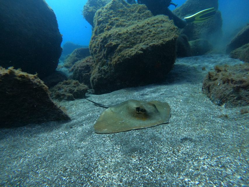 Abades: Tenerife Turtles and Rays Snorkeling Trip - What the 1.5 Hours Actually Feels Like