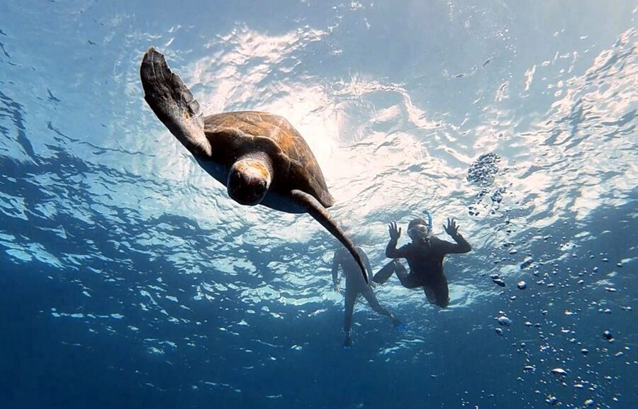 Abades: Tenerife Turtles and Rays Snorkeling Trip - How the Day Starts: Marina del Sur vs Abades Beach (and Why It Matters)