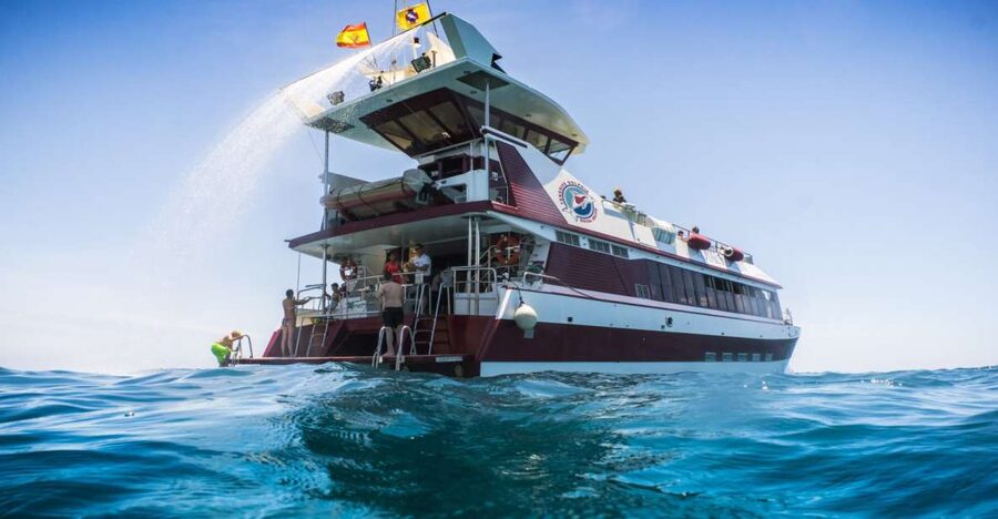 Adeje: Whale and Dolphin Watching Cruise with Lunch and Swim - Key things you will notice on this Adeje cruise