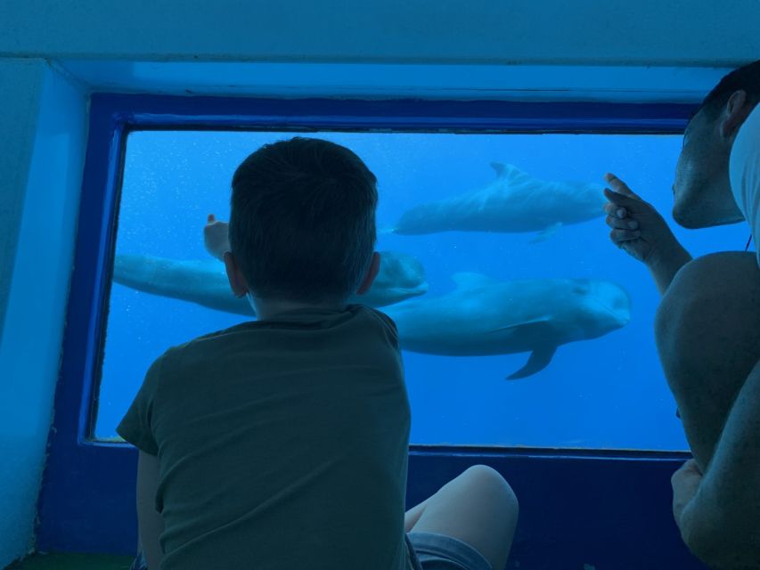 Adeje: Whale and Dolphin Watching Cruise with Lunch and Swim - Tenerife’s whale sanctuary, from Adeje out into a real conservation area