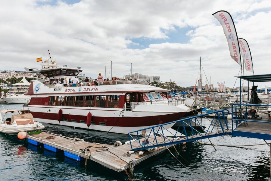 Adeje: Whale and Dolphin Watching Cruise with Lunch and Swim - What to pack, how to reduce seasickness risk, and where to sit