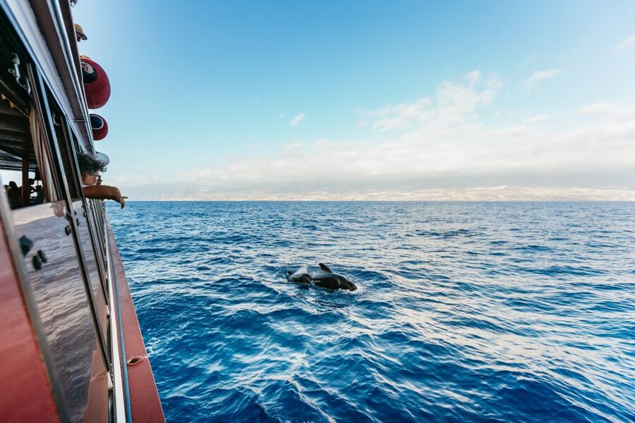 Adeje: Whale and Dolphin Watching Cruise with Lunch and Swim - Choose your day, 3 hours at Diego Hernandez Bay or 4.5 hours toward Los Gigantes