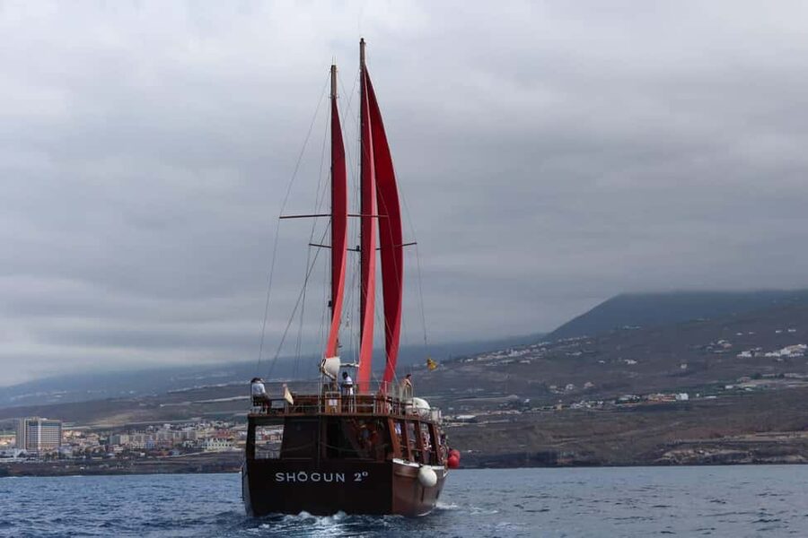 Adeje: Whale Watching Tour to Los Gigantes with lunch & swim - Who this tour is best for, and who should think twice